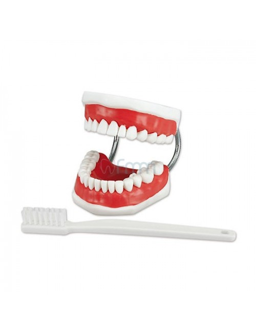 MODELE POUR PROPHYLAXIE MACHOIRE & BROSSE A DENTS