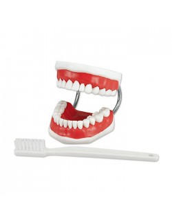 MODELE POUR PROPHYLAXIE MACHOIRE & BROSSE A DENTS