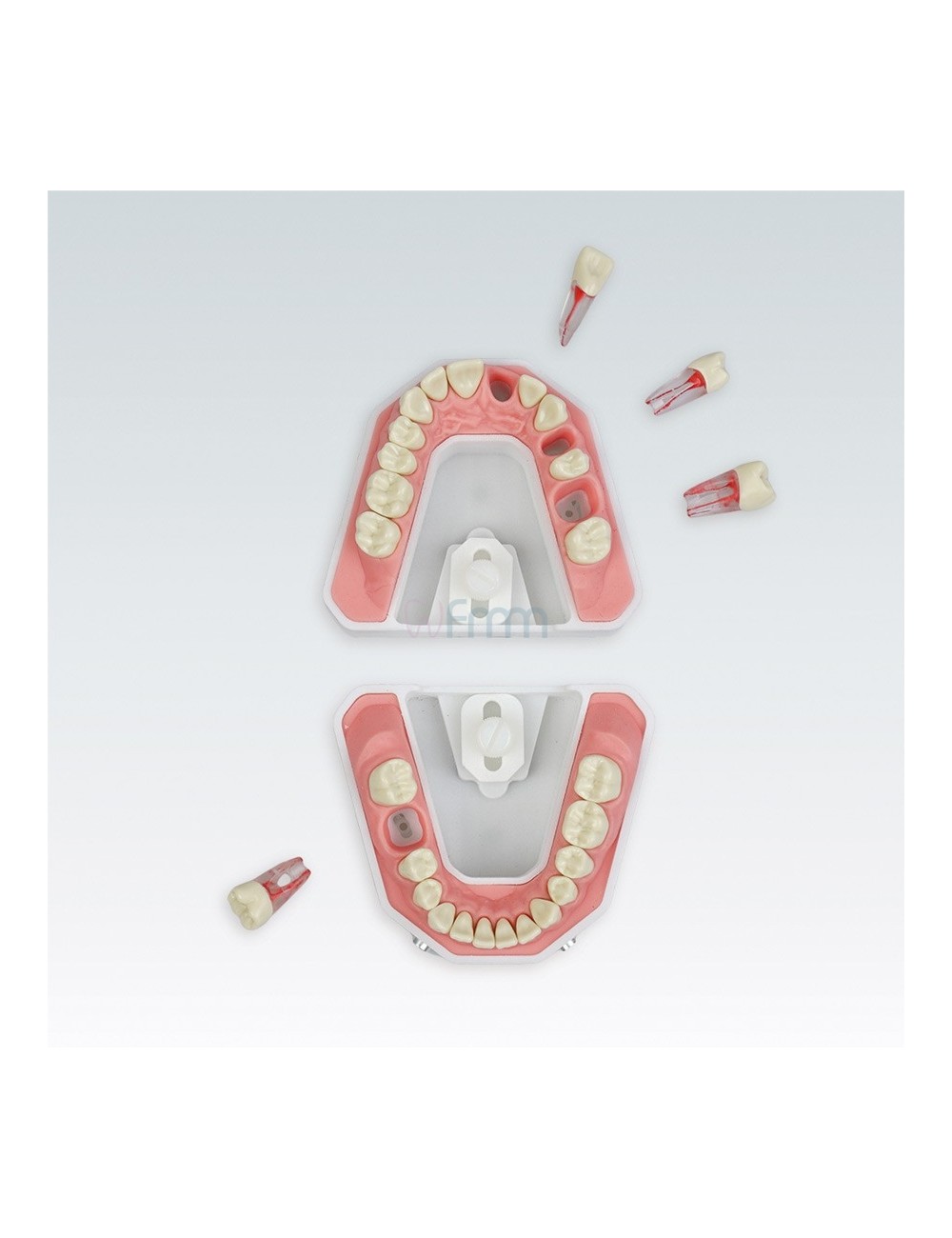 MODELE ENDODONTIE & RADIOLOGIE AVEC 4 DENTS POUR ENDODONTIE