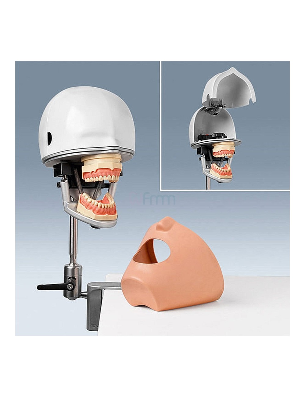 DISPOSITIF EXERCICE DENTAIRE COMPLET AVEC MODELE 32 DENTS